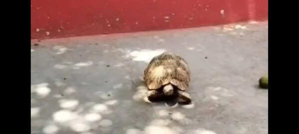 Alert Panna farmer spots rare tortoise in field, calls forest team to its rescue