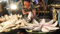 Hilsa diplomacy: 1,450 tonnes of hilsa on way to West Bengal as Bangladesh lifts export ban 