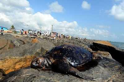 Ennore Port oil spill: Several dead turtles and hatchlings washed ashore