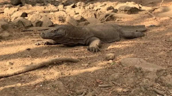 Indonesia police arrest six for Komodo dragon smuggling
