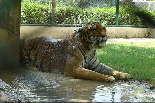 Spl measures at Etawah Safari Park, Kanpur Zoo to protect animals from extreme heat
