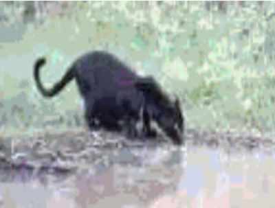 Maharashtra: Rare black panther spotted at Tadoba-Andhari Tiger Reserve