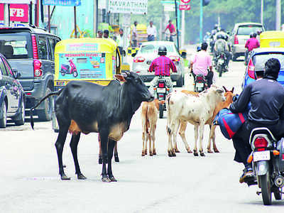 Traffic police to help impound stray cattle