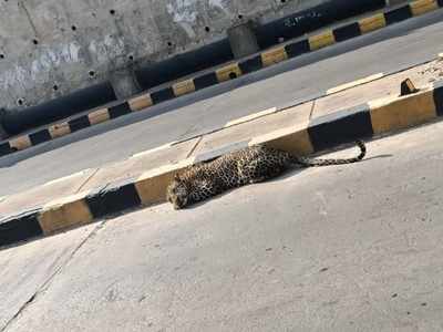 Baby leopard continues to play hide and seek in Hyderabad, leaves locals scared