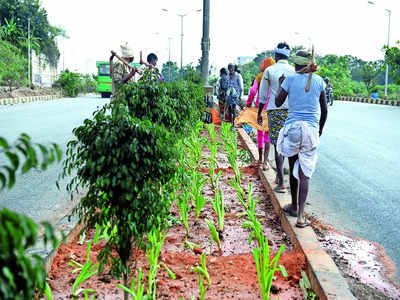 BBMP plans to give saplings some TLC