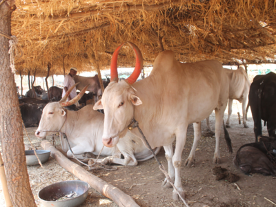 Maharashtra govt hikes grant for fodder and water in cattle camps