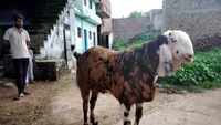 Hamirpur: 211 kg goat priced at whopping Rs 8 lakh ahead of Eid-ul-Adha 