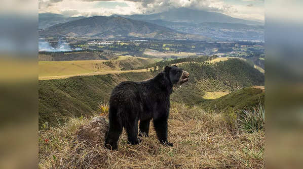 Spectacled Bear’s Slim Outlook 