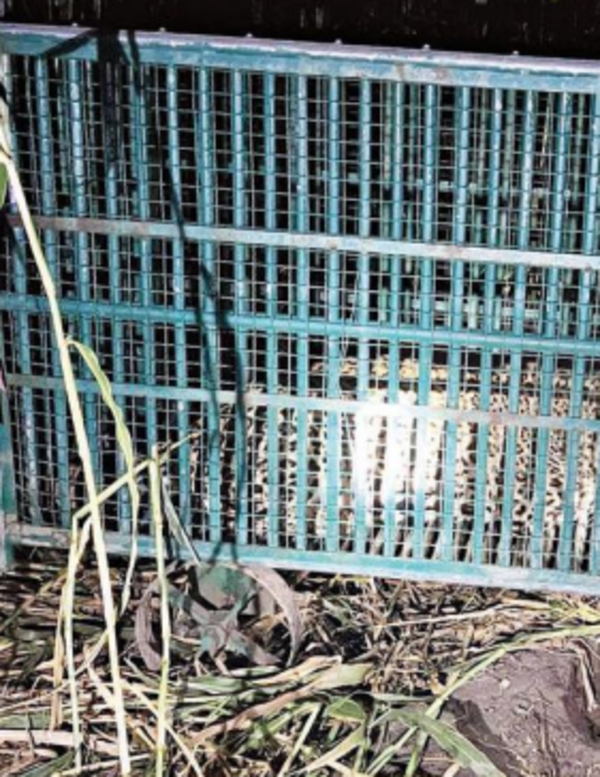 Wild cats killed two children in a single night in Amreli