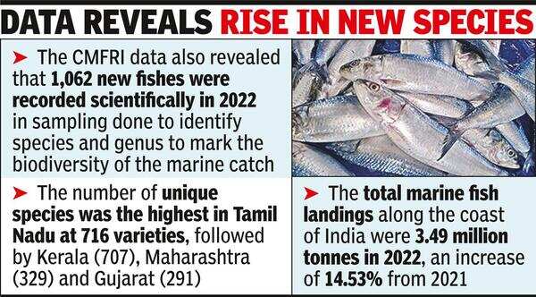 Pearl Spot: Sardine And Mackerel Back As Kerala’s ‘big Fish’: Cmfri ...