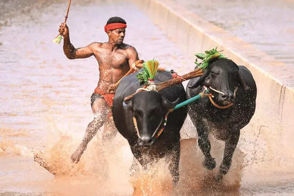 Jallikattu_smol