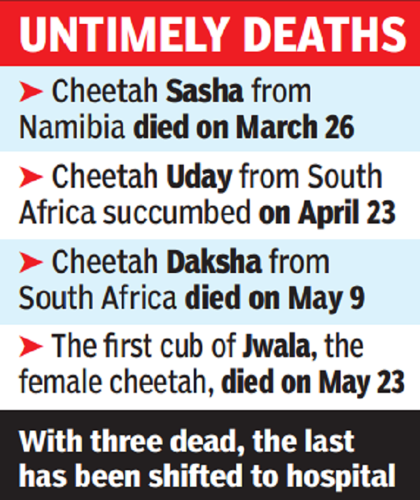 Kuno cheetah cubs: As 2 more die, just 1 of 4 Kuno national park