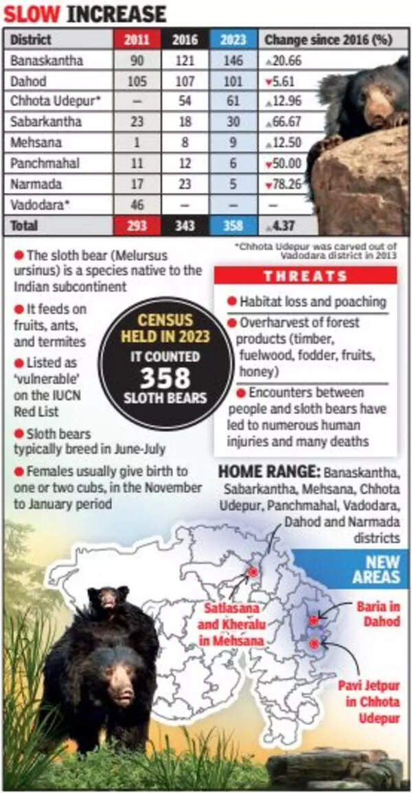 Sloth Slothlike 4.37 Rise In Bear Numbers In Seven Years Ahmedabad