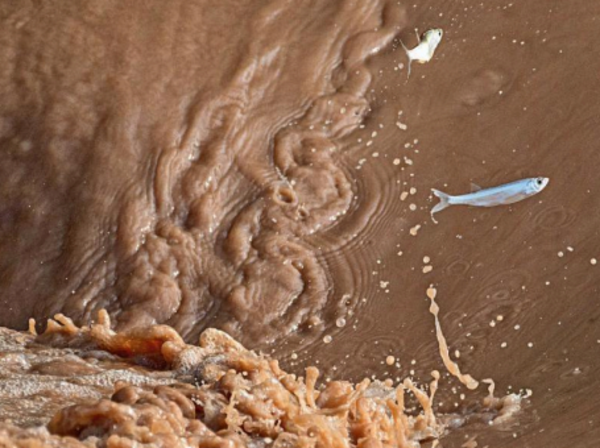 Sukhna fish were not jumping in joy at record May rain