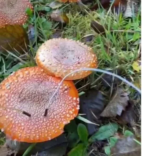 Can plants sing? Meet the man who creates music from mushrooms and