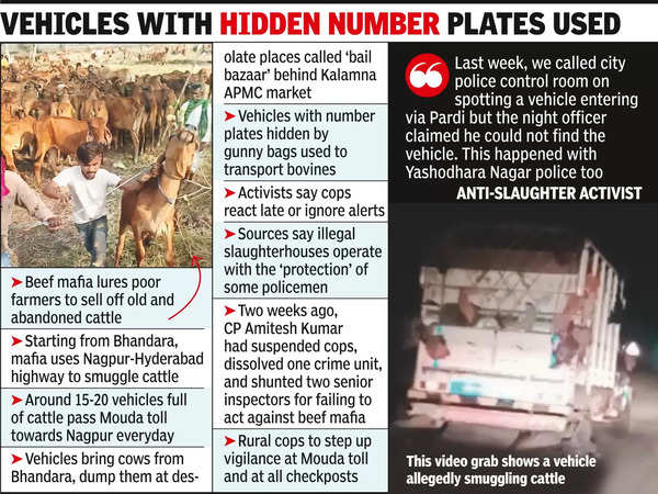 Beef mafia smuggles cattle into Hyde, brags on social media;  police look the other way