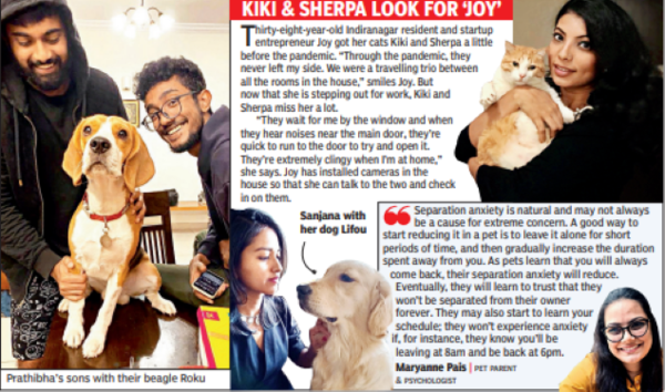 As Wfh Ebbs, Pets Suffer From Separation Anxiety | Bengaluru News – Times of India