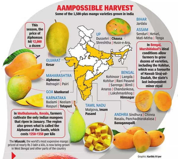 Alphonso dear? Love other mangoes | India News - Times of India