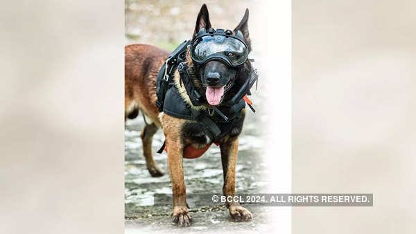 READY FOR ACTION: A Belgian Malinois from NSG's K9 unit