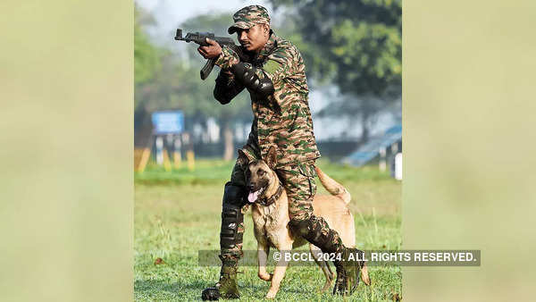 A Belgian Malinois trains with his handler at the Remount Veterinary Corps Center in Meerut