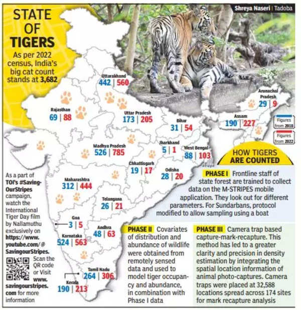 Indias Tiger Population Goes Up And Mp Has Most Big Cats