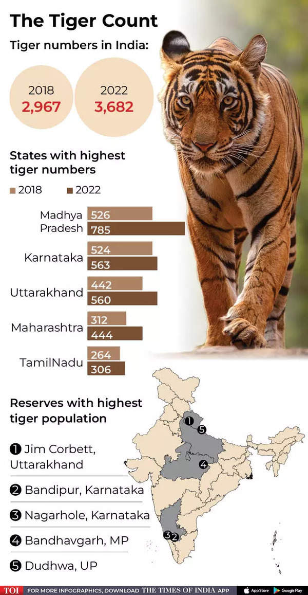 India Tiger Population Project Tiger pays off India News Times of