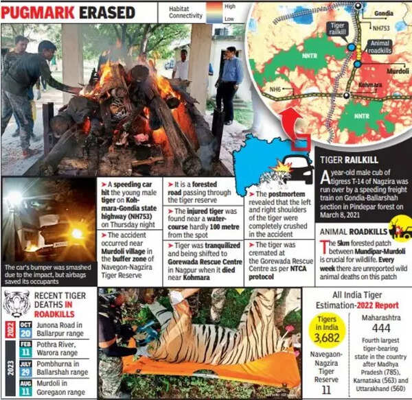 Tiger Death Road hit kills young tiger on state highway near Nagzira