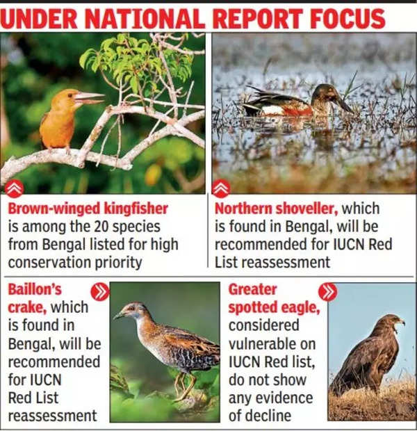 '20 bird species population on the decline in Bengal' | Kolkata News ...