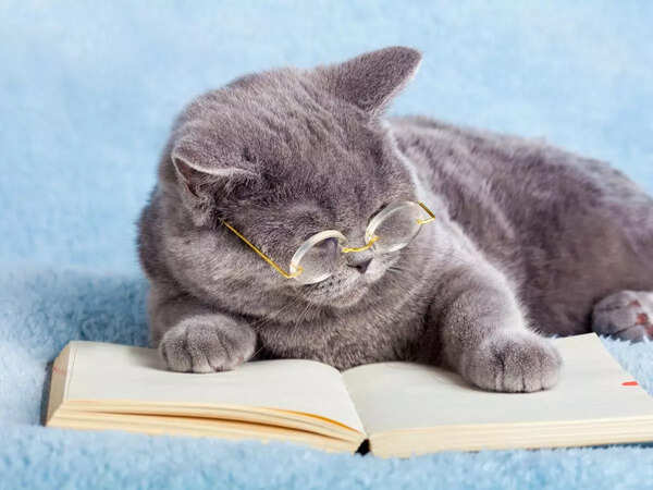 reader