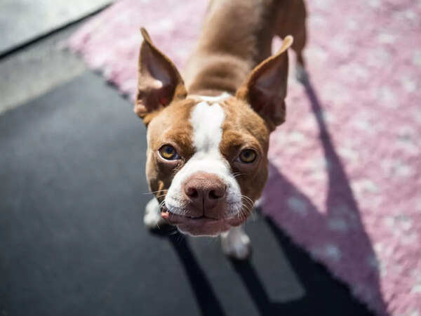 International Dog Day 2022: From Tuffy to Entertainment; 5 Dogs That Stole  the Limelight in Bollywood Movies - News18