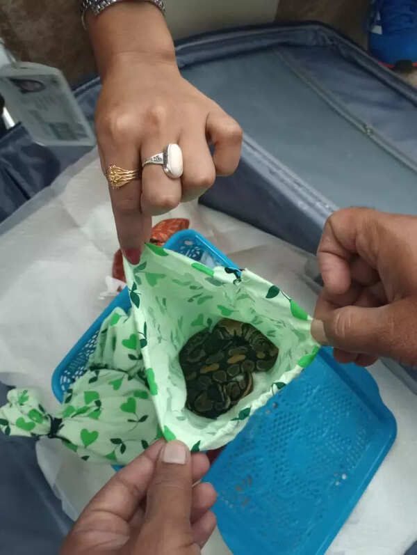 Bangalore Sumggling News: 72 baby snakes seized at Bengaluru airport ...