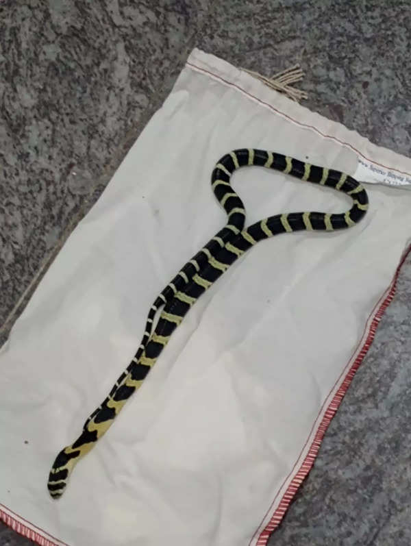 Bangalore Sumggling News: 72 baby snakes seized at Bengaluru airport ...