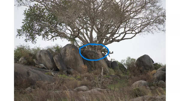 Optical Illusion: You have excellent vision if you can spot the ...