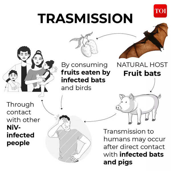 Infographic: Zoonotic Pathogen: Nipah Virus In Kerala: Key Facts About ...