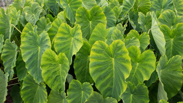 Colocasia leaves The nutritional facts benefits and how to use