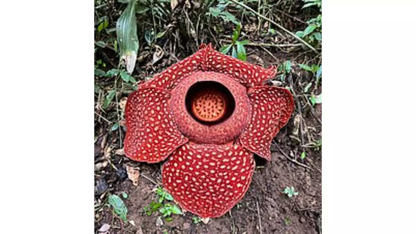 World's Largest Flower May Be Extinct Soon: See How It Looks Like ...