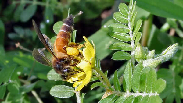 Apis Dorsata