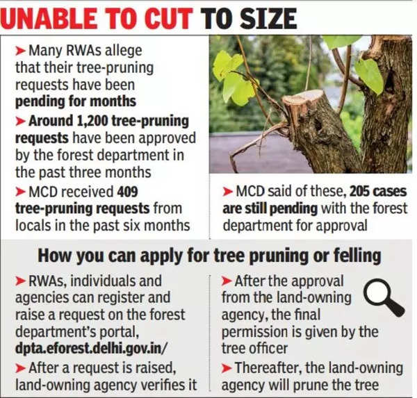 Residents frustrated as Delhi s digital tree pruning process lags