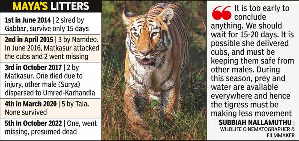 Where has Tadoba queen Maya gone?