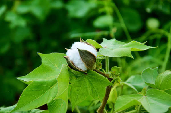 World Cotton Day: History and Significance - Times of India