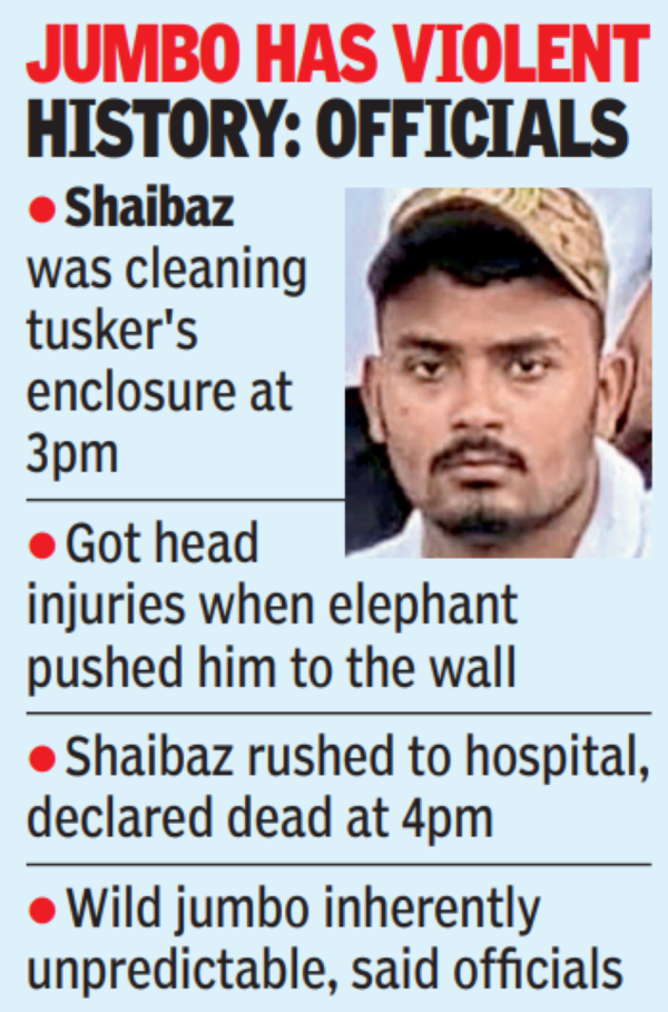 Zoo worker killed in elephant attack Hyderabad News Times of India(02)