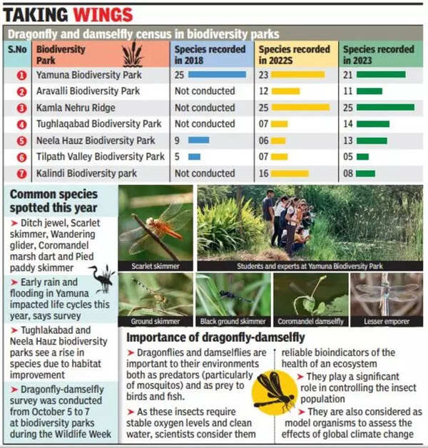 DDA biodiversity park_dragonfly