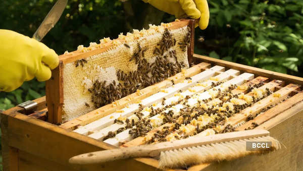 Beekeeping