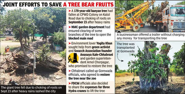 Tree Falls: 170-yr-old Tree Falls, Gets 2nd Shot At Life | Nagpur News ...