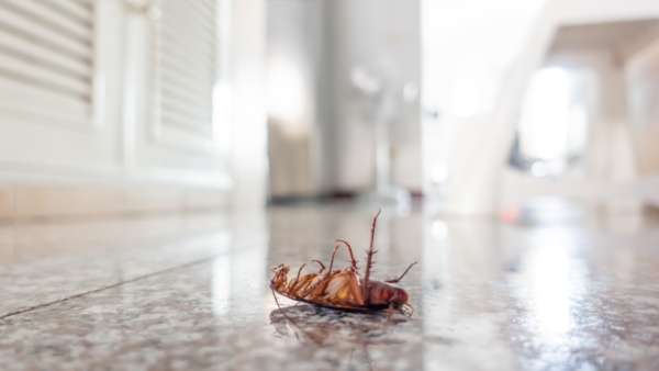 Cockroach(1)