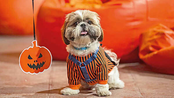 Of pups and pumpkins