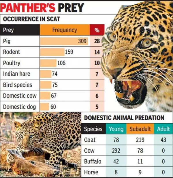 Pig: Gujarat’s Leopards Indulge In Swine Dining 