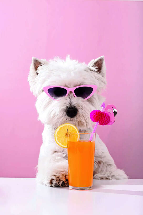 Try These Diwali Mocktails For Your Pets - Times of India