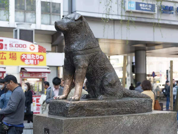 hachiko