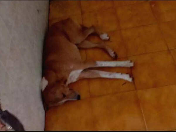 dog (2)
